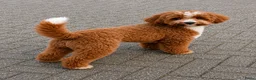 Dwergpoedel honden ter dekking: Dwerg poedel dekreu - Advertentie 5