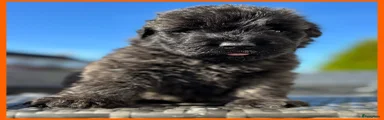 Bouvier des Flandres oranje 