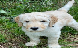 Labradoodle honden te koop: Labradoodle F4 pups te koop! 🐶 in Balkbrug - Afbeelding 11