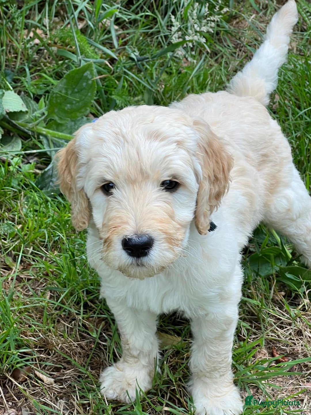 Labradoodle honden te koop: Labradoodle F4 pups te koop! 🐶 in Balkbrug - Afbeelding 11