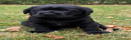 Labrador Retriever honden te koop: Prachtige zwarte labrador pups met stamboom in Bunne - Advertentie 3