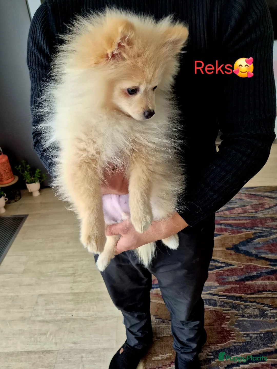 Pomeriaan honden te koop: drie pluizige baby's - Advertentie 14