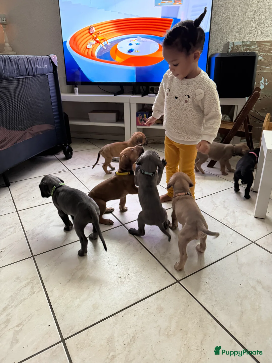 Duitse Dog honden te koop: Duitse dog puppies  - Advertentie 9