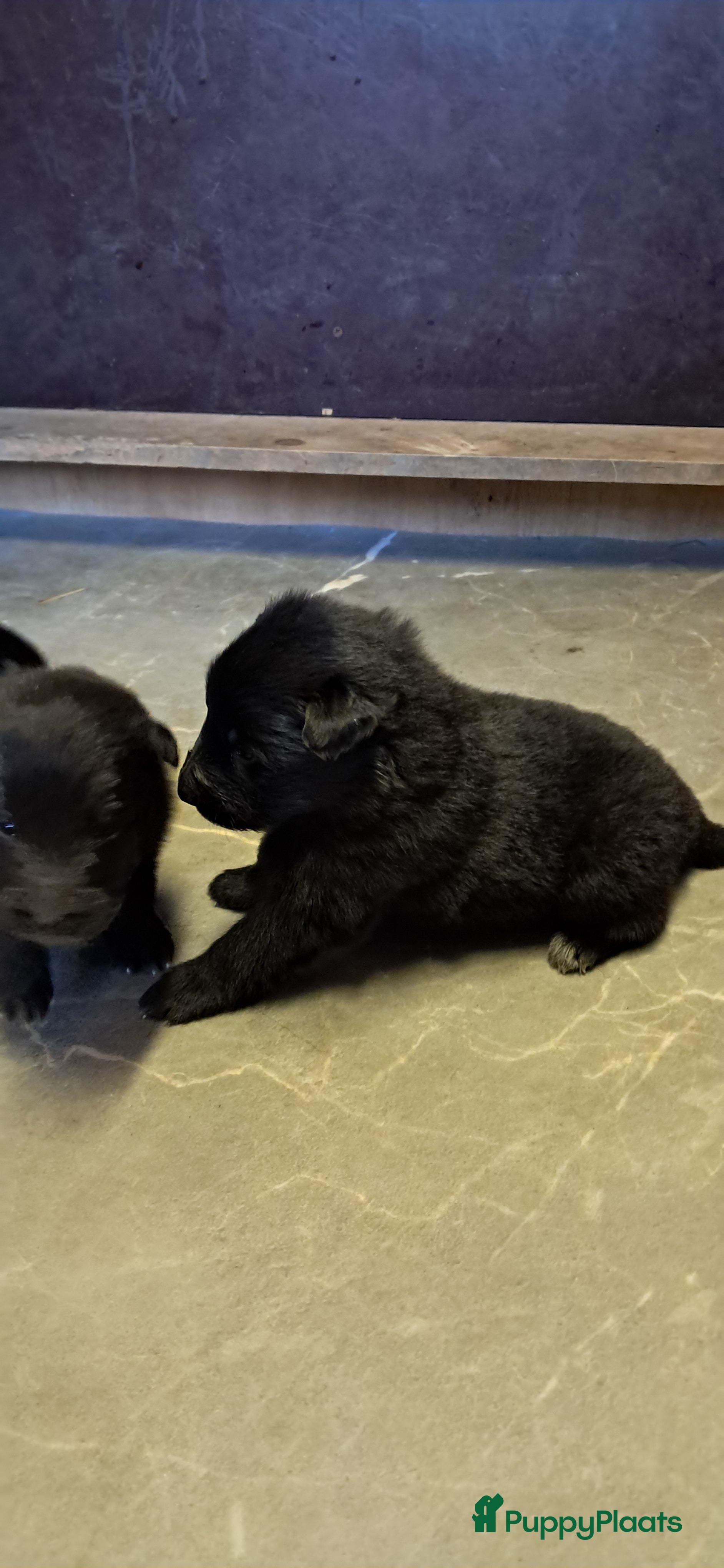 Groenendaeler honden Groenendaeler pups te koop - Advertentie 2