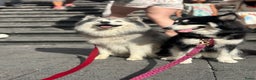 Pomsky honden ter dekking: F1 Dekreu Pomsky  - Advertentie 4