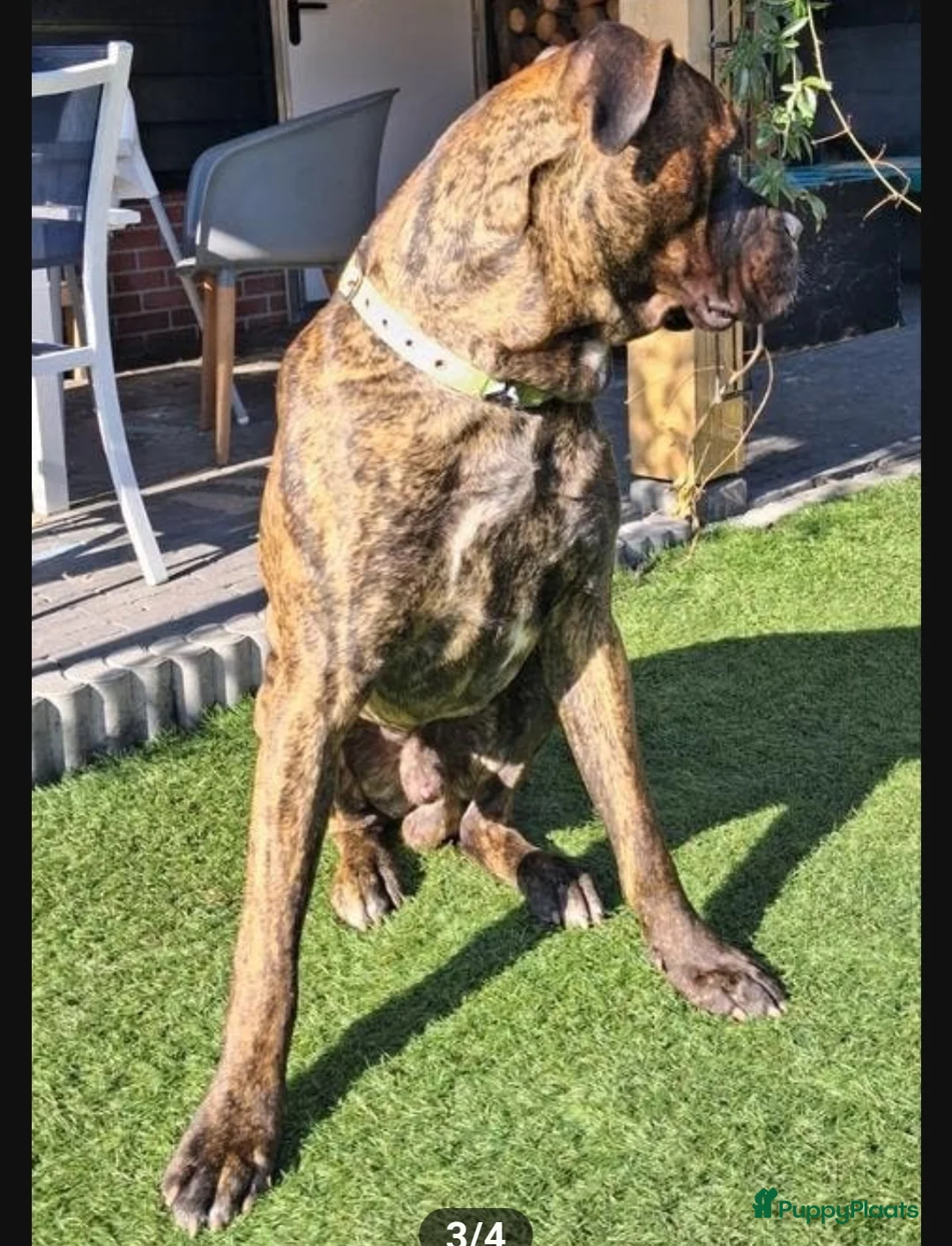 Bullmastiff honden ter dekking:  Dekreu (Cane Corso X Bullmastiff) beschikbaar  - Advertentie 2