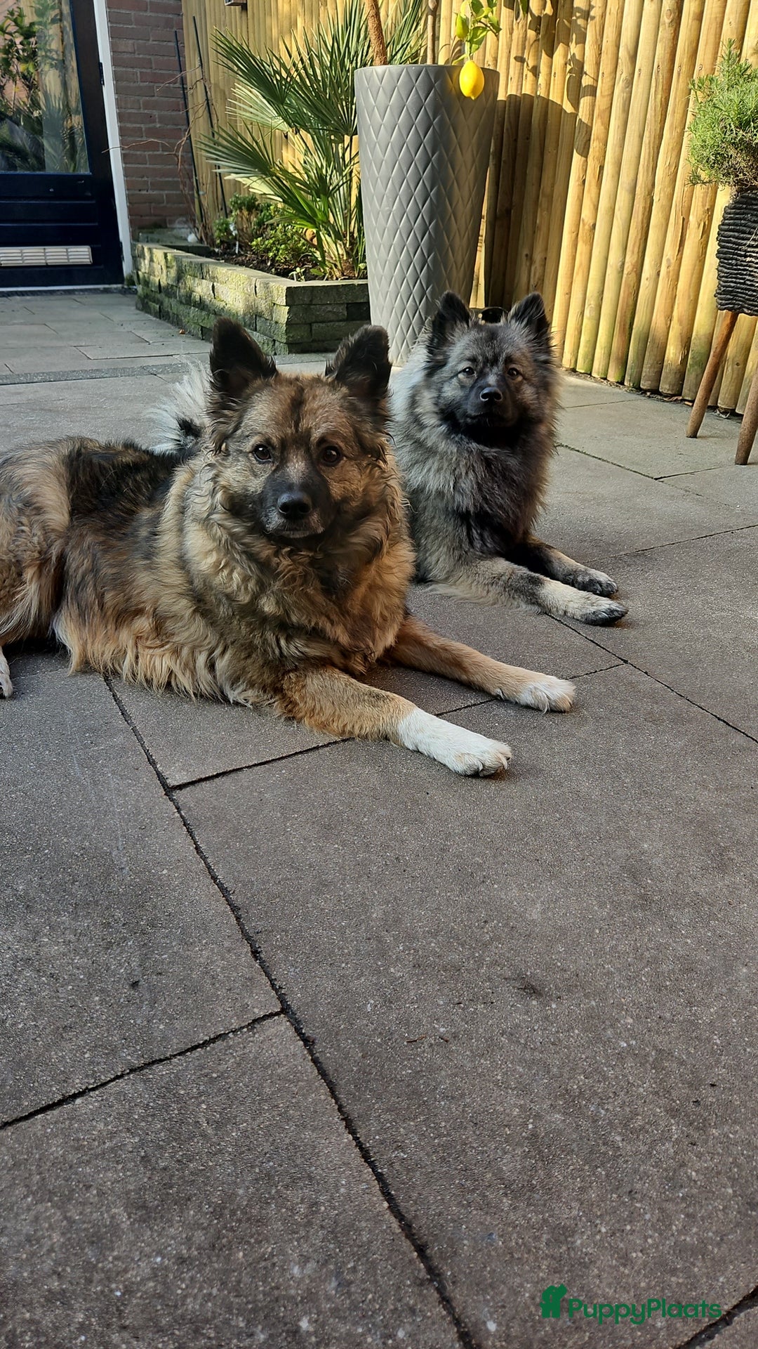 Kruising honden te koop: knappe keeshond x border collie puppy's te koop - Advertentie 4