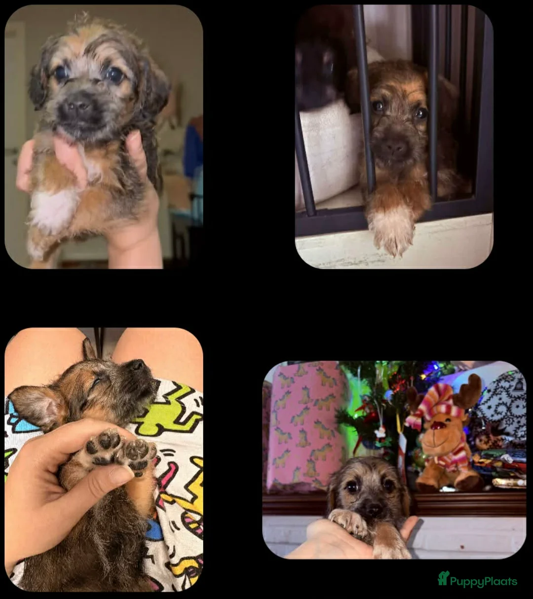 Kruising honden te koop: Mooie kruising pupjes 🥰 - Advertentie 1