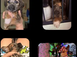 Kruising honden Mooie kruising pupjes 🥰 - Advertentie 6