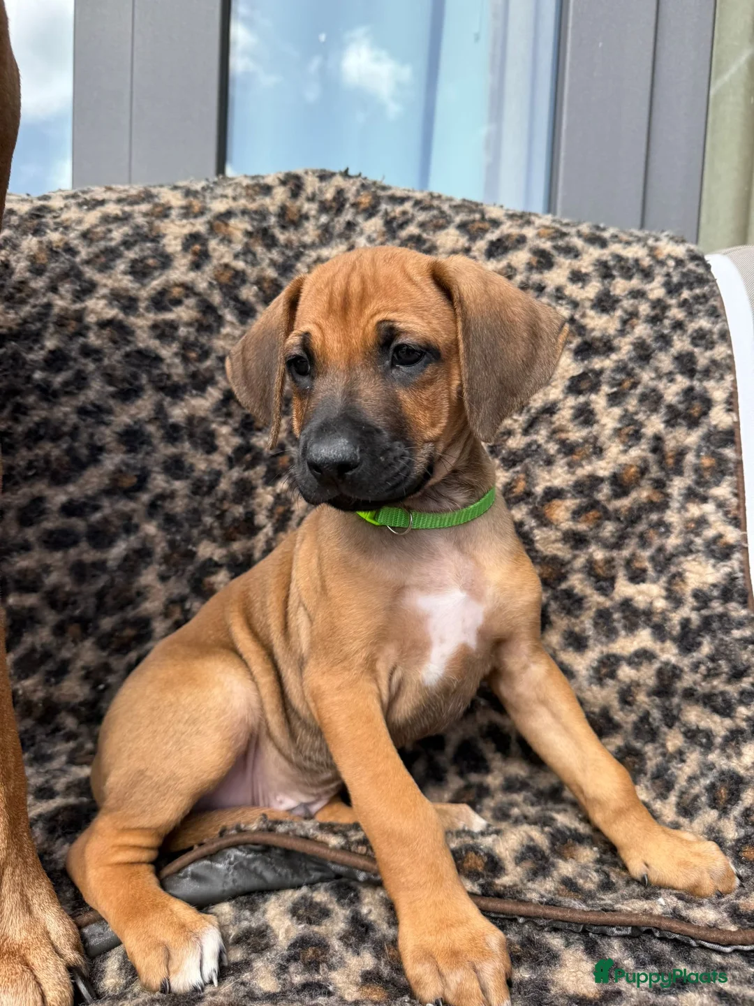 Rhodesian Ridgeback honden te koop: Rhodesian ridgeback pups - Advertentie 1