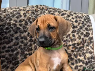Rhodesian Ridgeback honden Rhodesian ridgeback pups - Advertentie 2