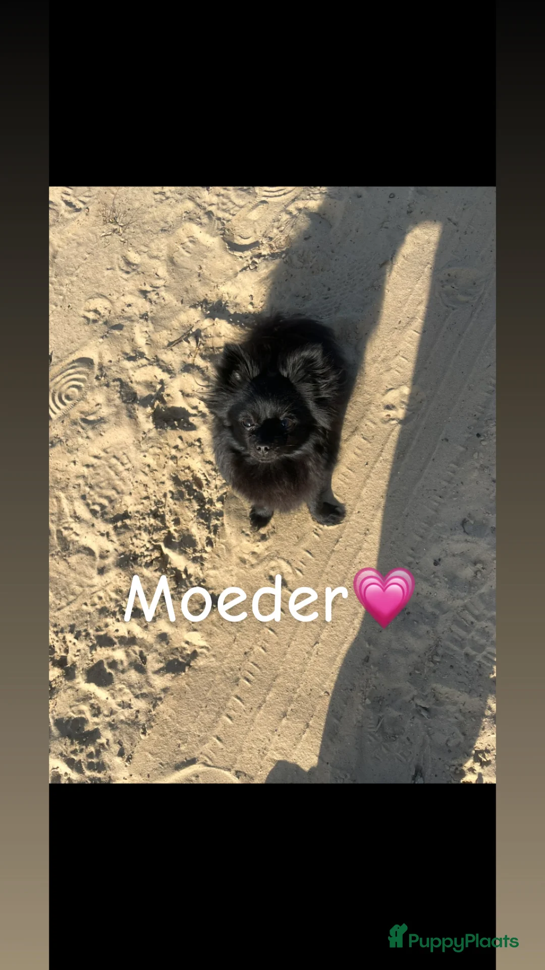 Kruising honden te koop: Pomeriaan x toypoedel pups - Advertentie 8