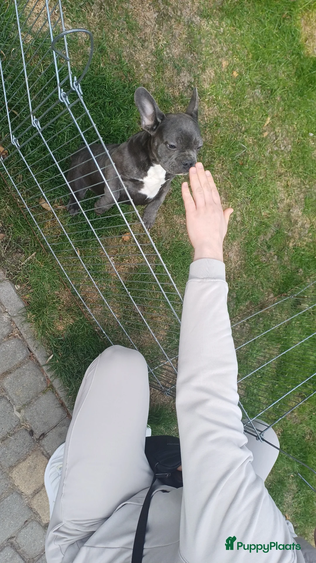 Franse Bulldog honden te koop: Franse bulldog pups *blue tan isabel merle* - Advertentie 29