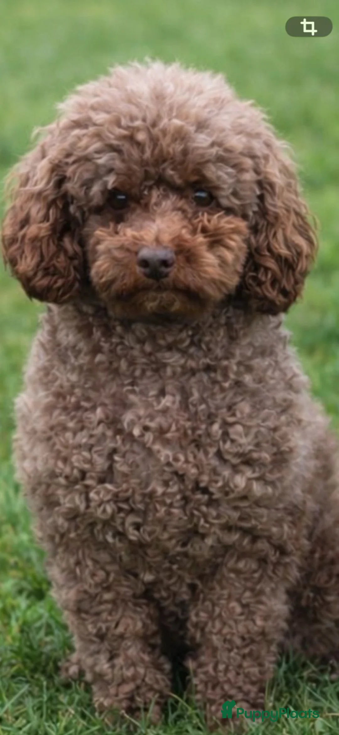 Poedel Toy honden te koop: Toy poedel pups  - Advertentie 19