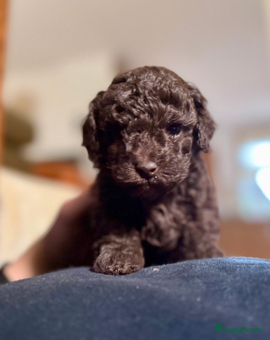 Poedel Toy honden te koop: Schitterende choco toypoedel pups uit merle moeder - Advertentie 4