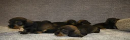 Ruwhaar Teckel honden te koop: Ruwhaar Dwerg/Kaninchen teckel pups met stamboom. - Advertentie 9