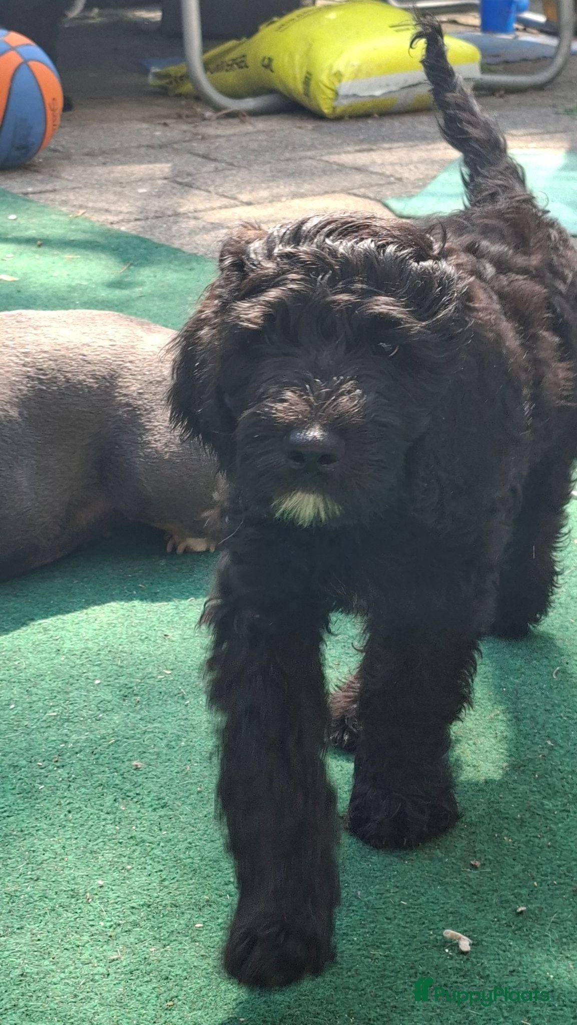 Labradoodle honden Lieve sociale Labradoodle puppy's mogen verhuizen - Advertentie 1
