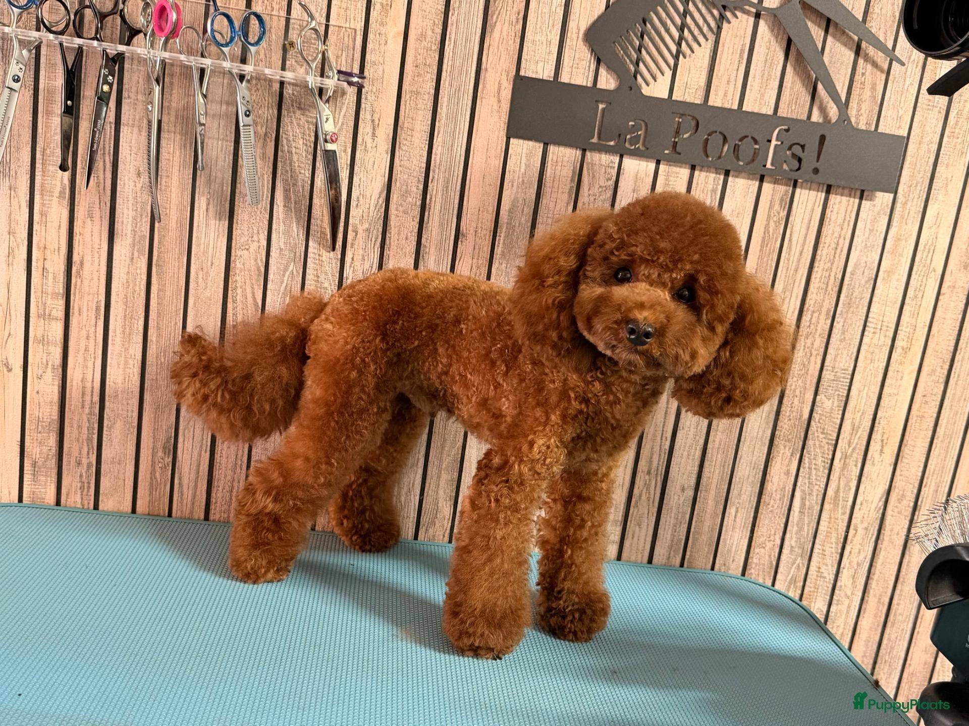 Poedel Toy honden Toypoedel Dekreu rood 24 cm met stamboom  - Advertentie 1