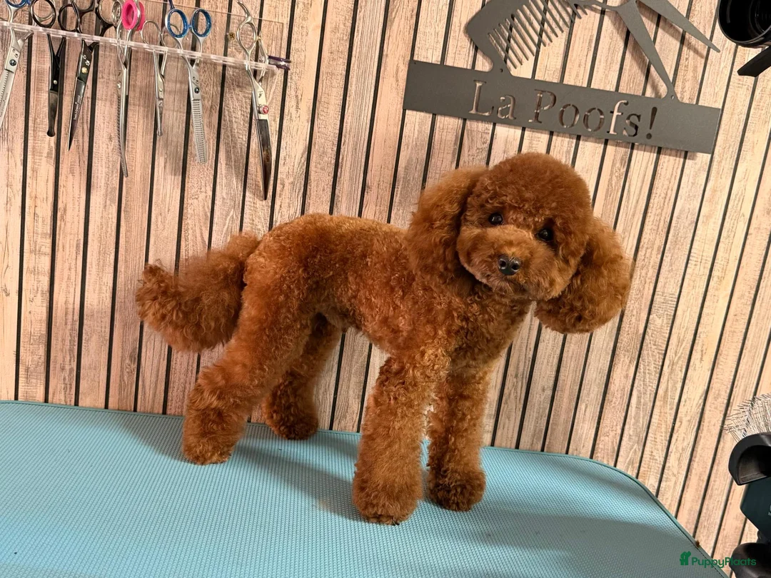 Poedel Toy honden ter dekking: Toypoedel Dekreu rood 24 cm met stamboom  - Advertentie 1