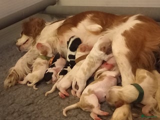 Cavapoo honden Mooie cavapoo pups (party kleuren) - Advertentie 2