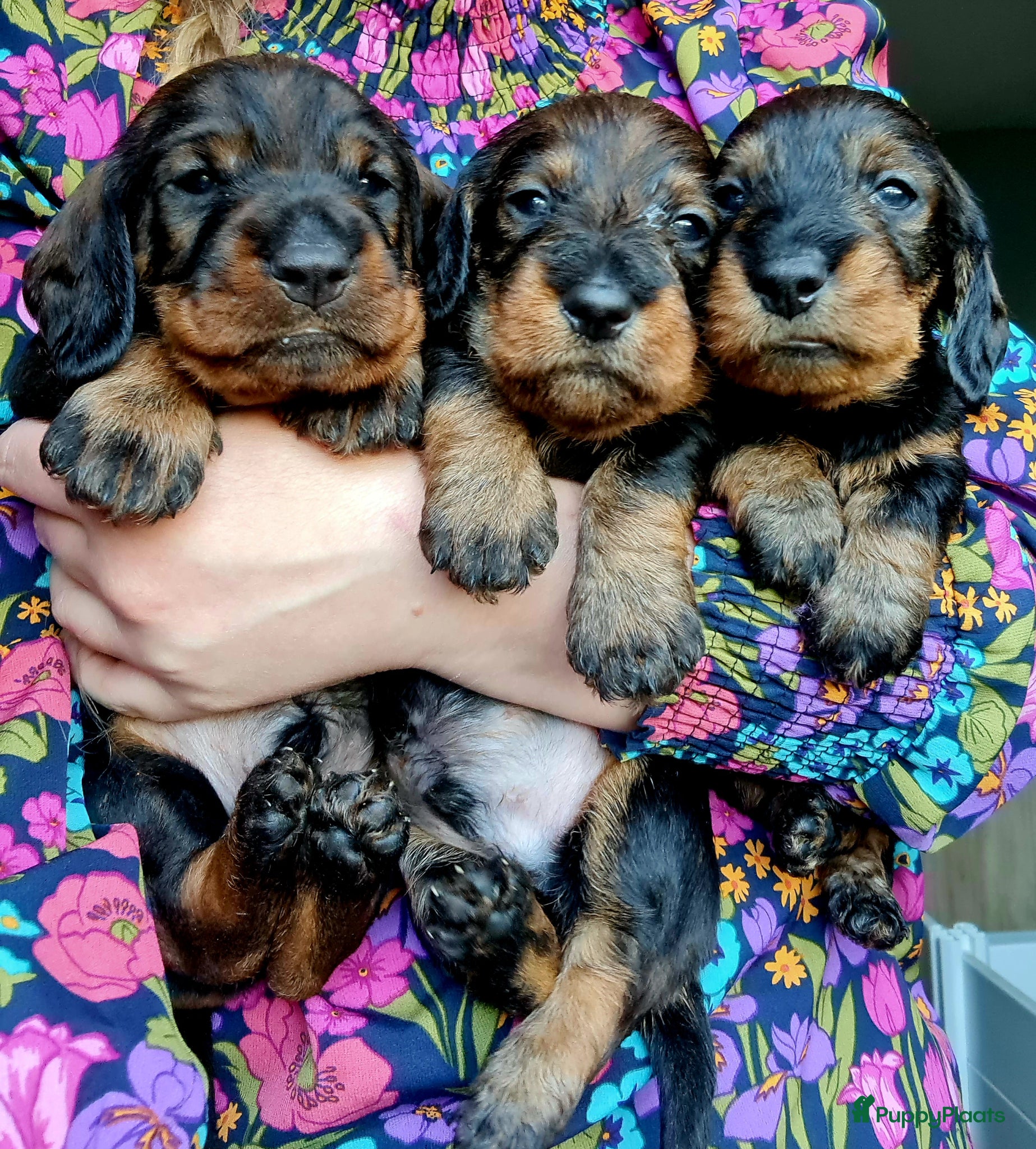 Ruwhaar Teckel honden Standaard ruwhaar teckel pups - Advertentie 1