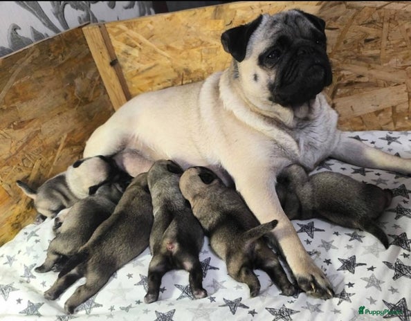 Mopshond honden Lieve Mopshondjes - Advertentie 2