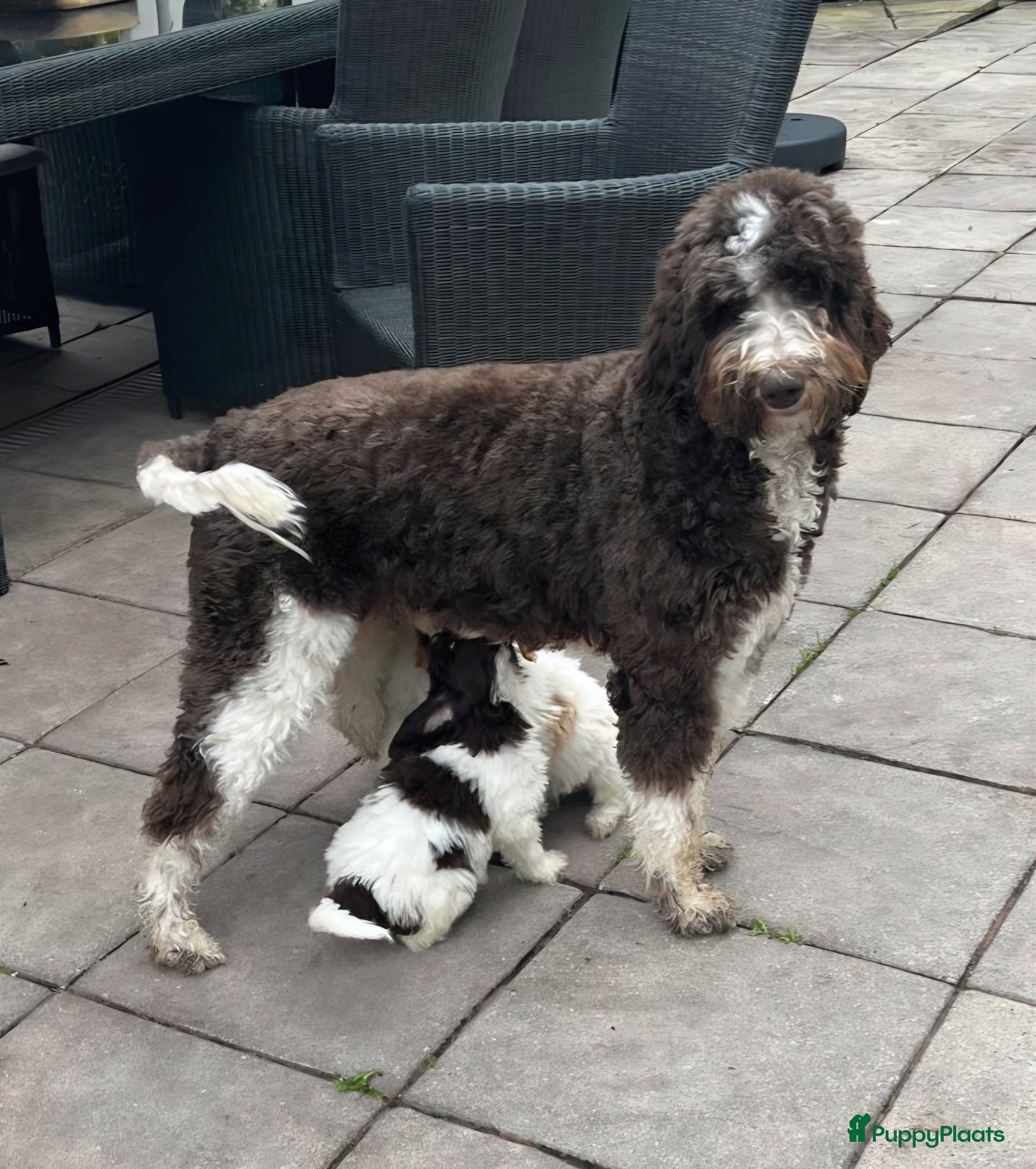 Kruising honden Goldendoodle pups - Advertentie 17