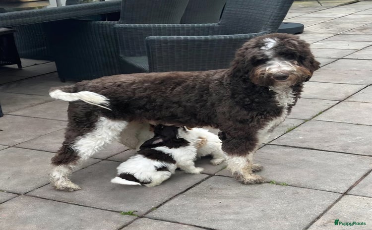 Kruising honden - Advertentie 14