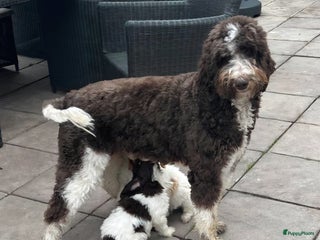 Kruising honden Goldendoodle pups - Advertentie 4