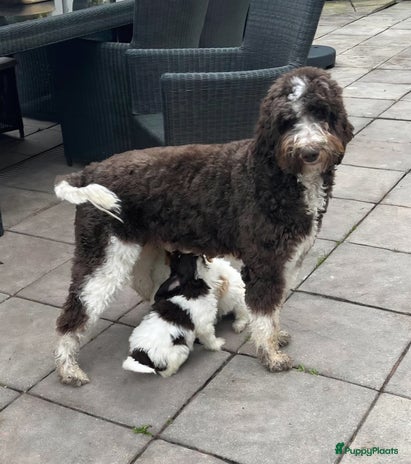 Kruising honden - Advertentie 14