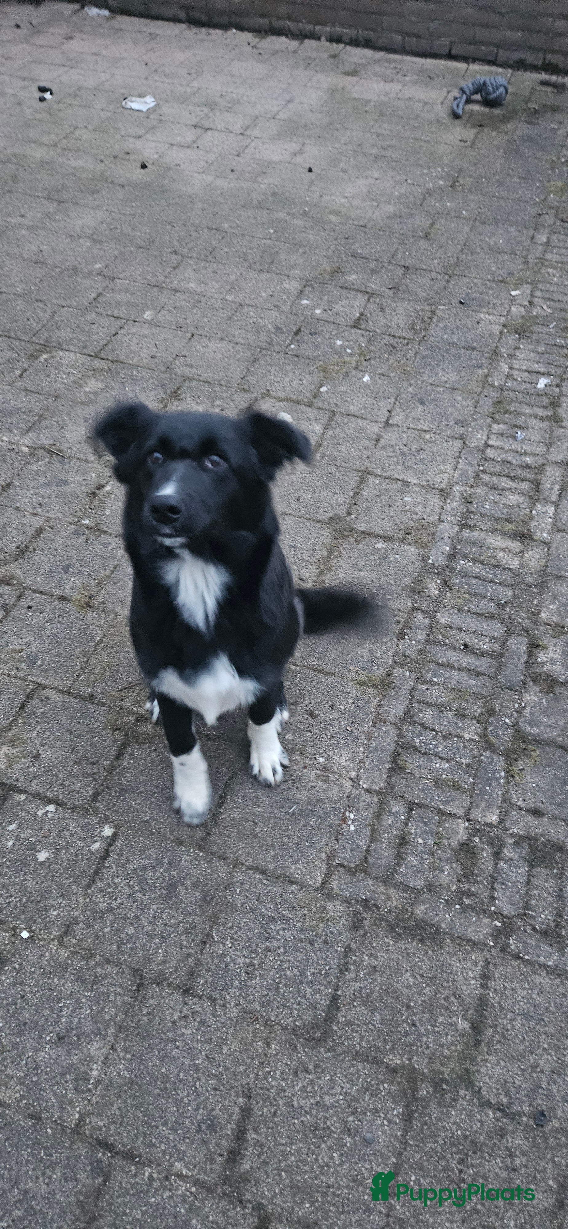 Kruising honden Hele lieve pup - Advertentie 1