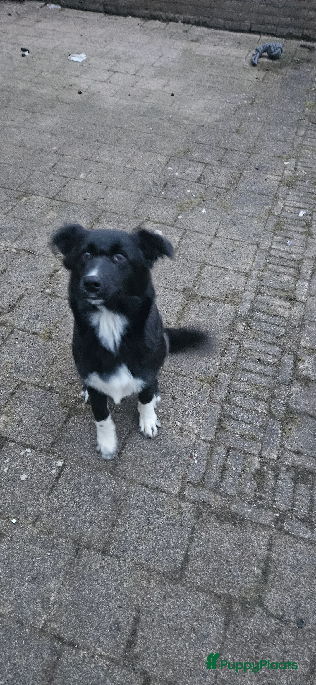 Kruising honden te koop: Hele lieve pup - Advertentie 1