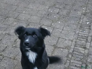 Kruising honden Hele lieve pup - Advertentie 1