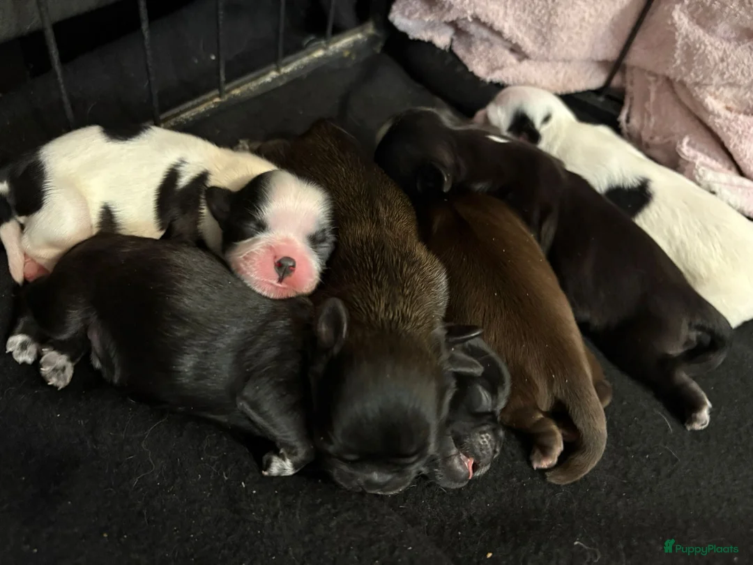 Kruising honden te koop: Mooie shitzuboomer - Advertentie 8