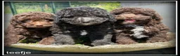 Kruising honden te koop: Boompoo F1b pups. Boompoo x Poedel. - Advertentie 18