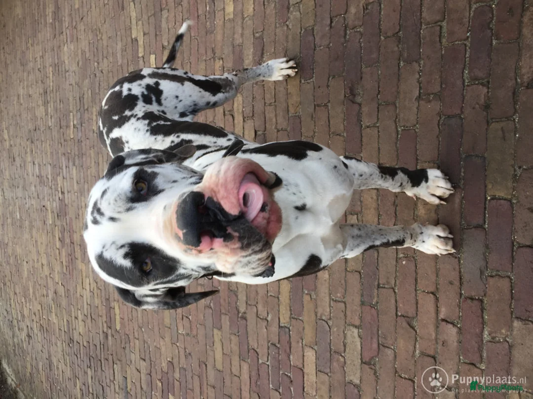 Duitse Dog honden ter dekking: Dekreu in Steggerda - Advertentie 3