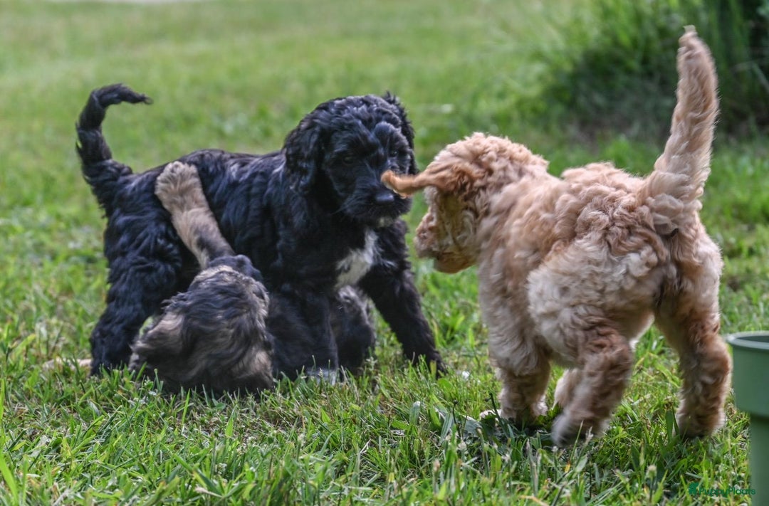 Labradoodle honden te koop: Labradoodle F4 pups te koop! 🐶 in Balkbrug - Afbeelding 6
