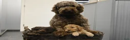 Australian Labradoodle honden te koop: Prachtige Chocolade bruine Labradoodle pup - Advertentie 14