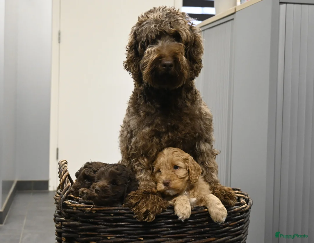 Australian Labradoodle honden te koop: Prachtige Chocolade bruine Labradoodle pup - Advertentie 14