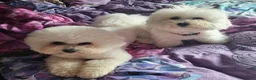 Bichon Frisé honden te koop: Prachtige Bichon Frisé met stamboom - Advertentie 3