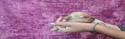 Cockapoo honden te koop: Cockapoo pupjes kleine maat - Advertentie 22