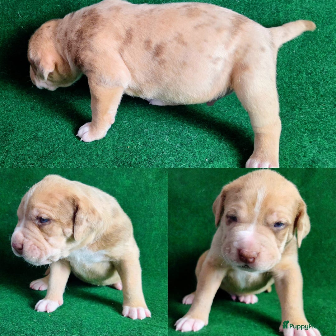 Amerikaanse Bully honden te koop: ABKC XL Meets DBKC XXl - Advertentie 8