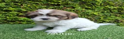 Malshi honden te koop: Zeer mooie speelse boomer pups.  - Advertentie 9