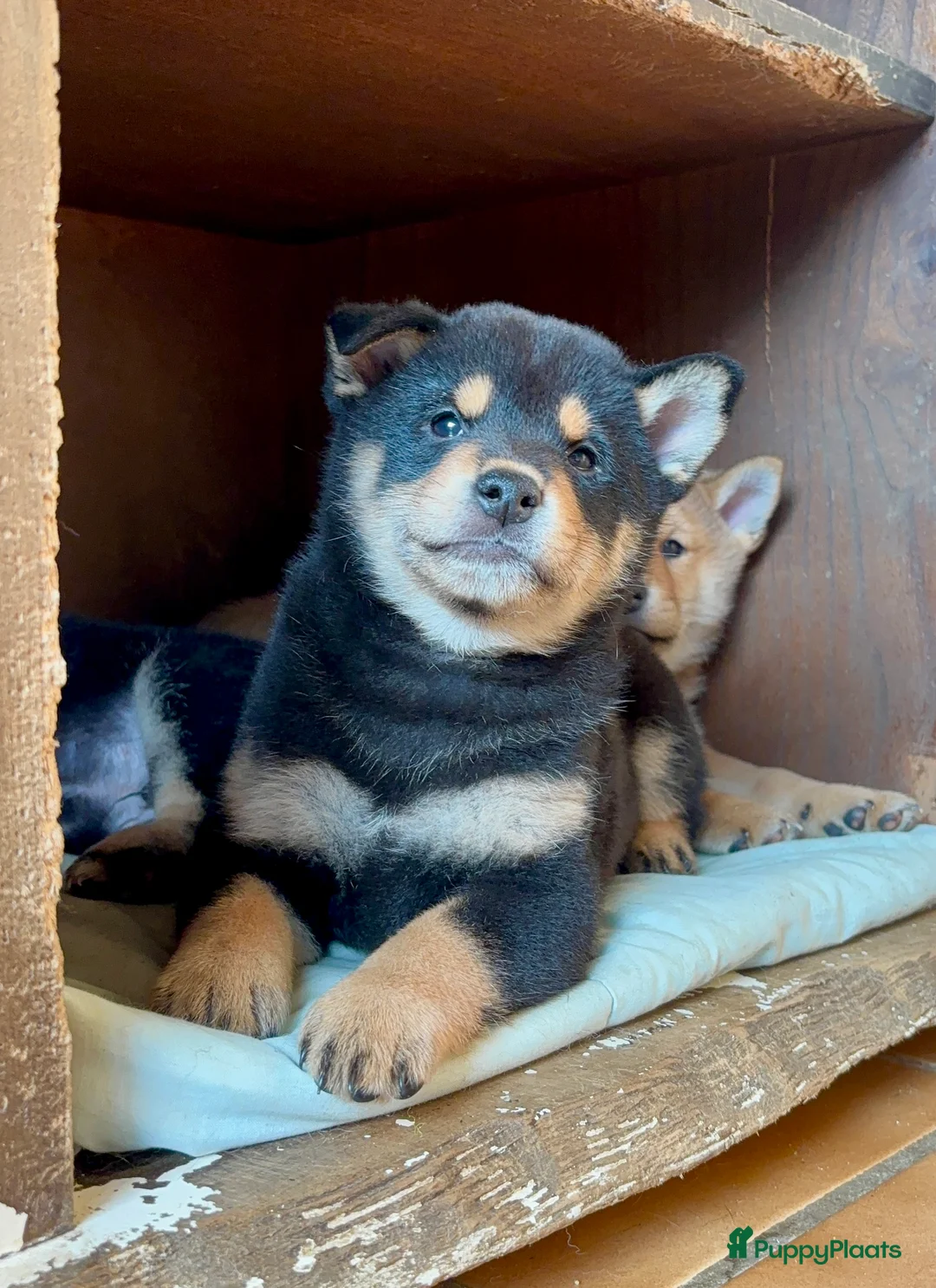 Shiba honden te koop: Shiba inu  - Advertentie 8