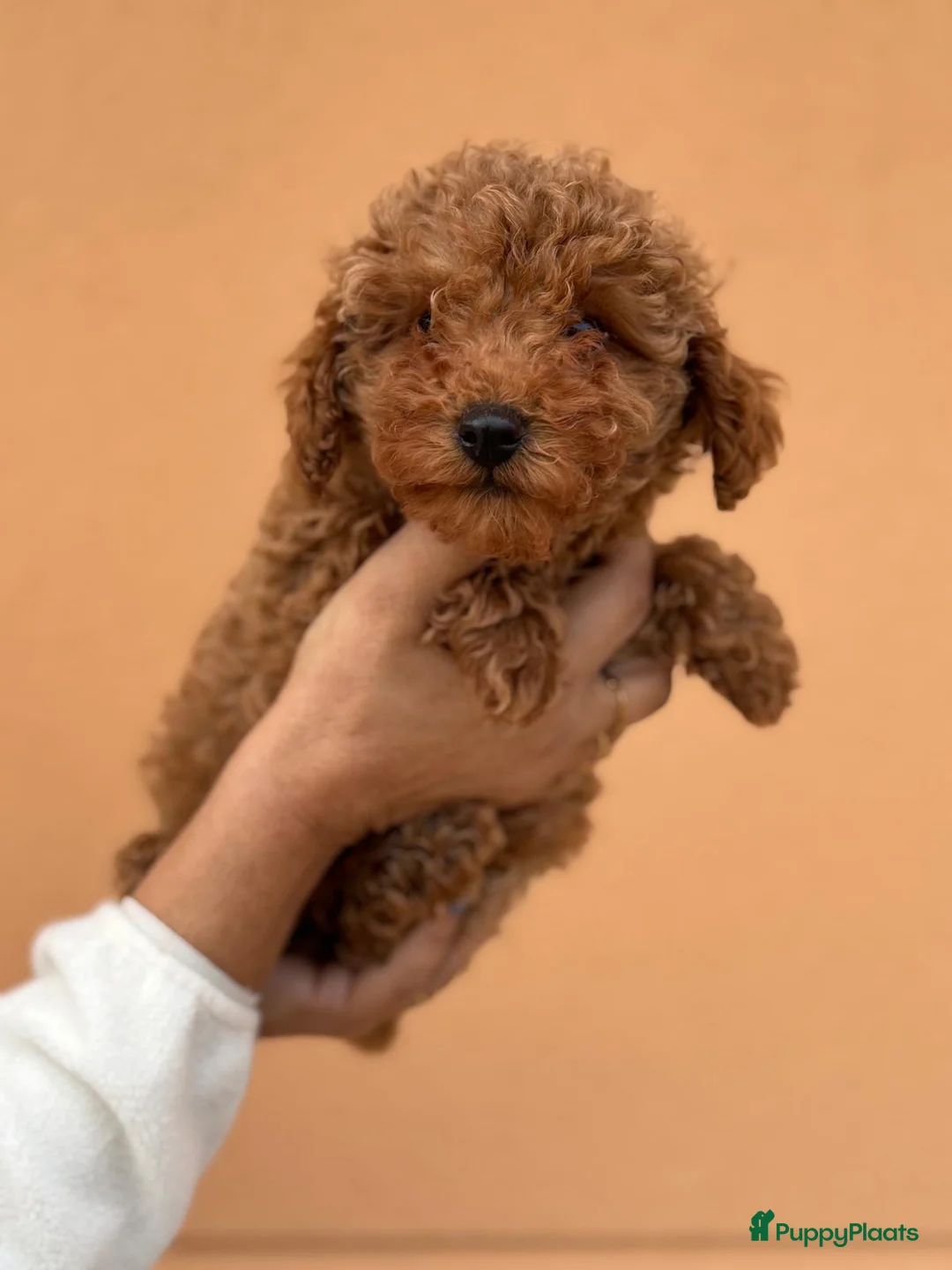 Poedel Toy honden te koop: Toypoedel toy poedel - Advertentie 11