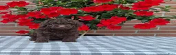 Poedel Toy honden te koop: schitterende donkerbruine toypoedel pups - Advertentie 3
