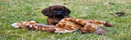 Kruising honden te koop: Bayerische gebirgssweishund - Advertentie 24