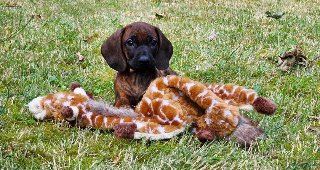 Kruising honden te koop: Bayerische gebirgssweishund - Advertentie 24