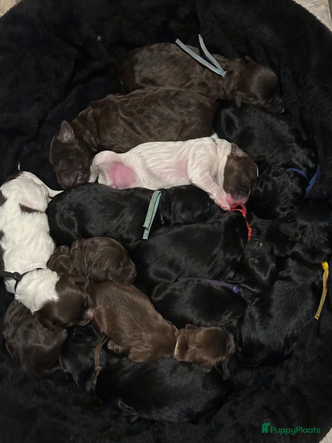Labradoodle honden te koop: Labradoodle puppies  - Advertentie 2