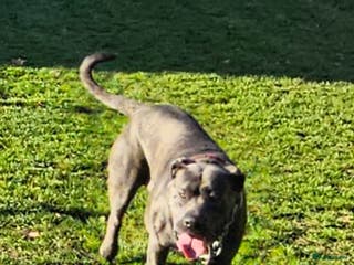 Kruising honden Bandog dekreu beschikbaar - Advertentie 1